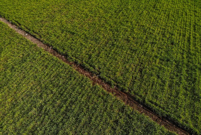 Inteligência artificial impulsiona inovação e produtividade na cultura da cana-de-açúcar