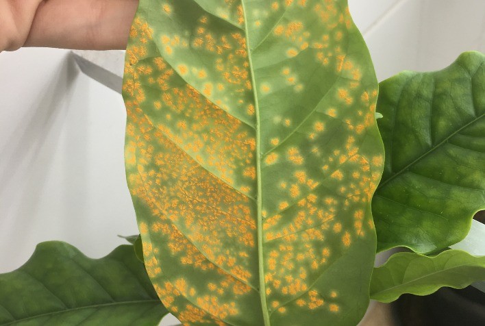 Estratégias eficazes no combate à ferrugem em soja, milho e café