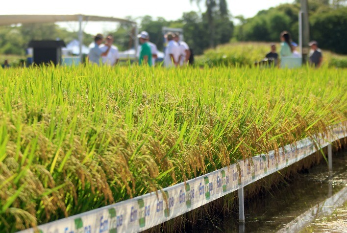 Inovação na Colheita do Arroz: Vitrines Tecnológicas Apresentam Soluções para a Produção em Terras Baixas