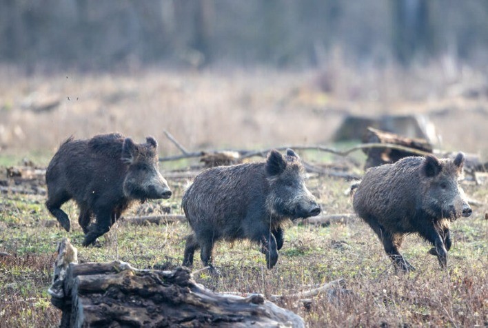 Invasão de Javalis Ameaça Produção Rural e Sanidade Animal em São Paulo