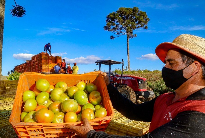 Adapar intensifica monitoramento para conter virose que ameaça lavouras de tomate no Paraná