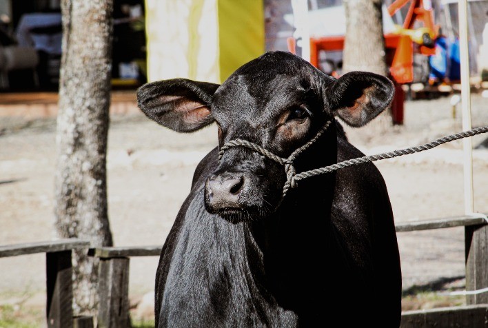 ExpoLondrina 2025 abre inscrições para animais da raça Brangus