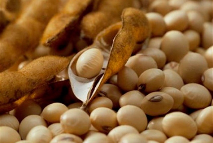 Mercado de Grãos: Rabobank aponta queda nos preços da soja e avanço da safrinha