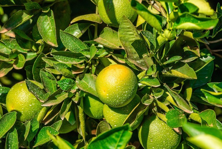 Tecnologia impulsiona produtividade de citros e milho na Bahia