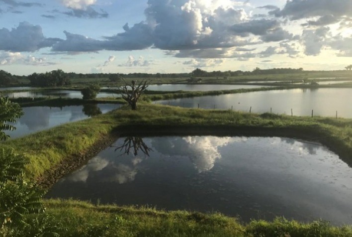 Vacinação de alevinos impulsiona produtividade e fortalece piscicultura
