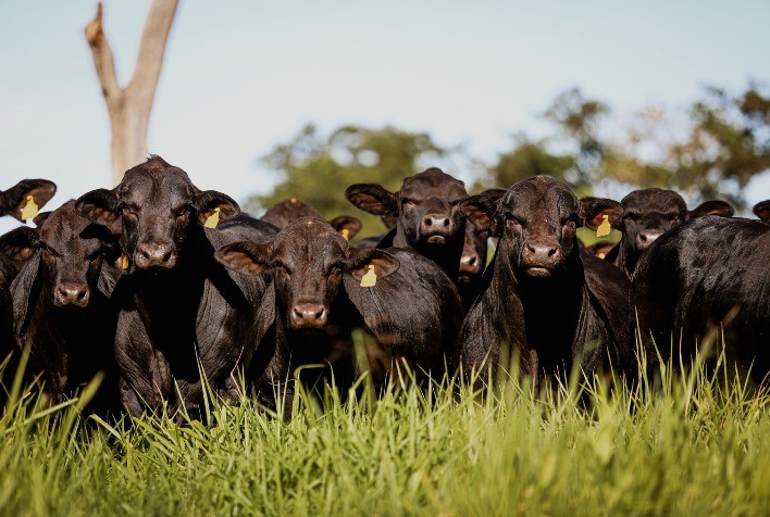 Parceria impulsiona avaliação genômica de Brangus e Angus no Paraná