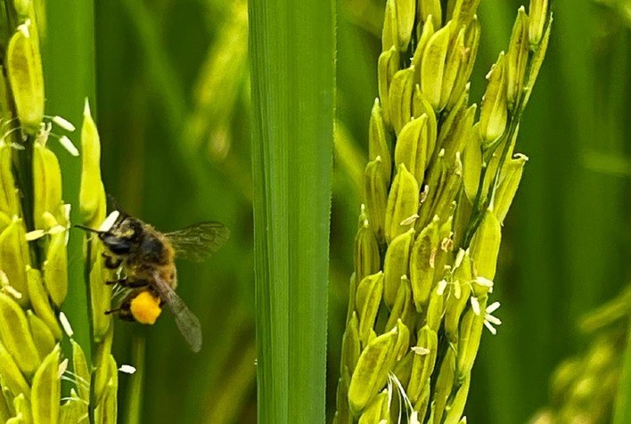 Abelhas impulsionam produtividade do arroz anã no centro-norte fluminense