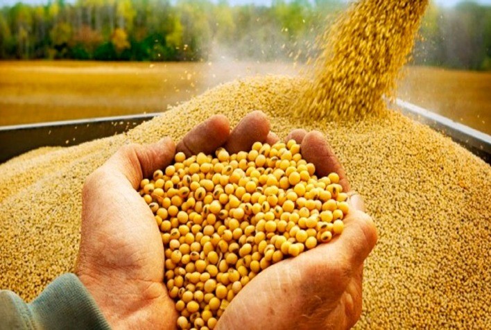 Soja opera com leve queda na Bolsa de Chicago à espera de dados do USDA