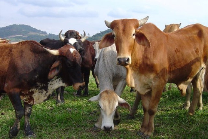 Pecuária lidera o agronegócio catarinense em 2024