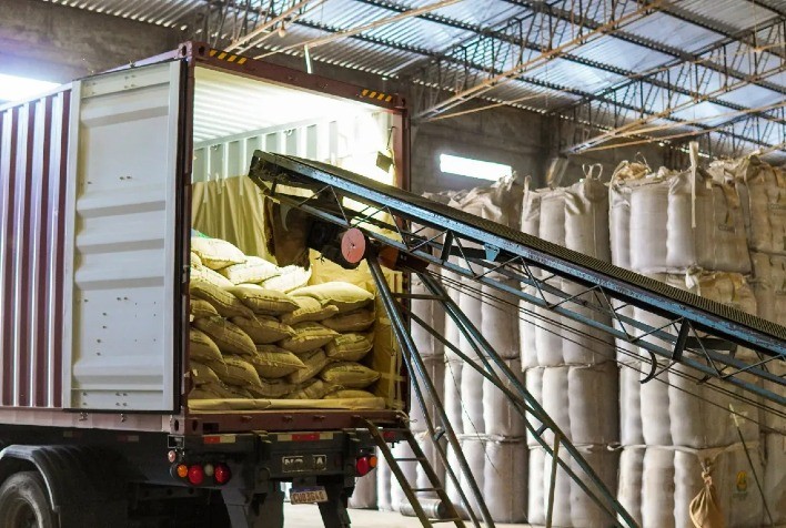 Exportações de café Conilon recuam em janeiro, mas safra 2024/25 caminha para recorde