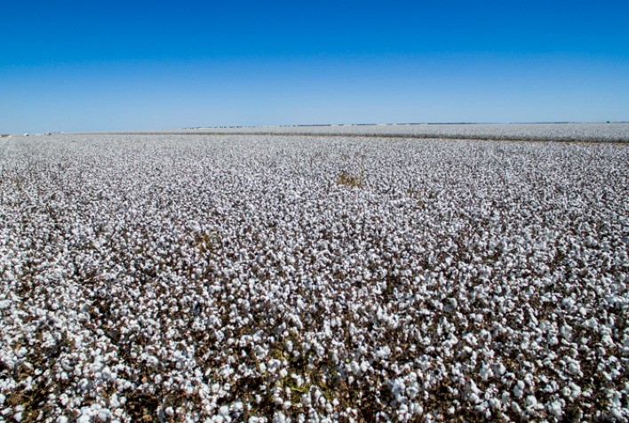 Expansão do algodão no Brasil supera expectativas e ultrapassa 2 milhões de hectares