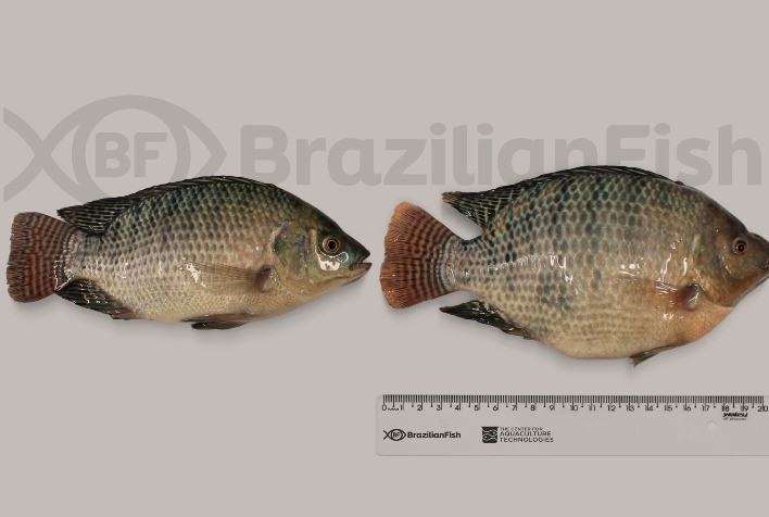 Brazilian Fish revoluciona a aquicultura com tilápia geneticamente editada