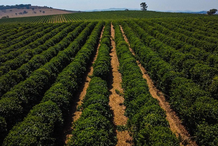 Tecnologia e Sustentabilidade: Irrigação por Gotejamento Impulsiona a Produção de Café Especial