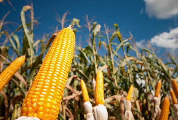 Preço do milho avança 3,8% em Mato Grosso e alcança R$ 61,08 por saca
