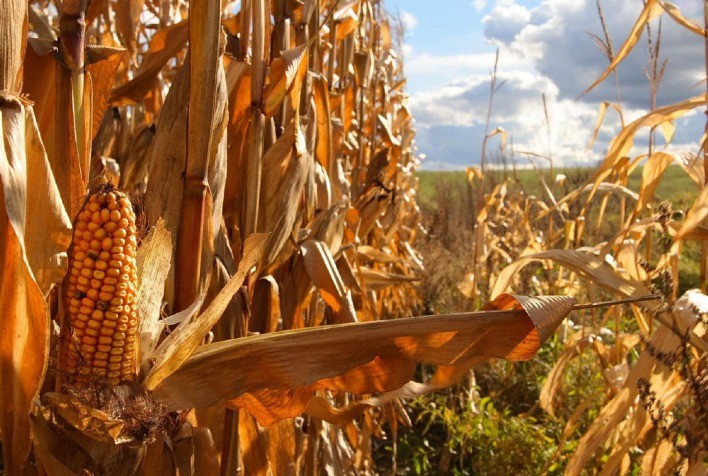La Niña pode impactar safras na América do Sul em 2025