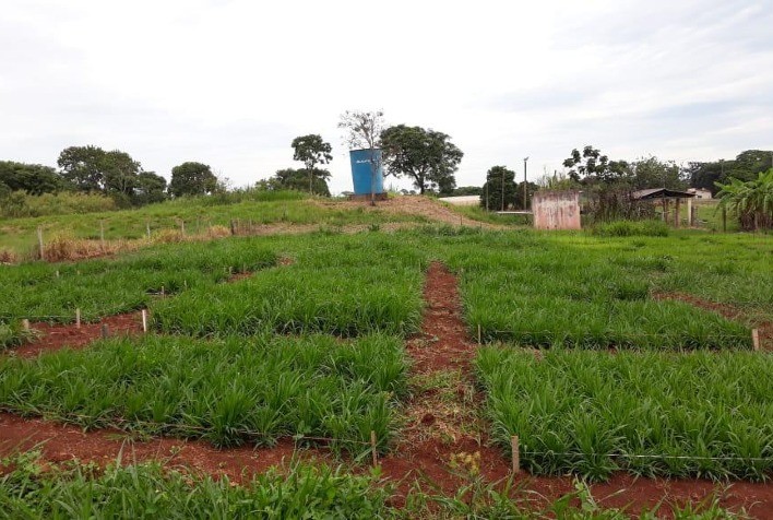 Pesquisa avalia capins e destaca Mavuno pela digestibilidade e impacto no consumo animal