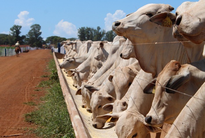 Leitura de cocho: estratégia para maximizar a eficiência produtiva no confinamento de bovinos