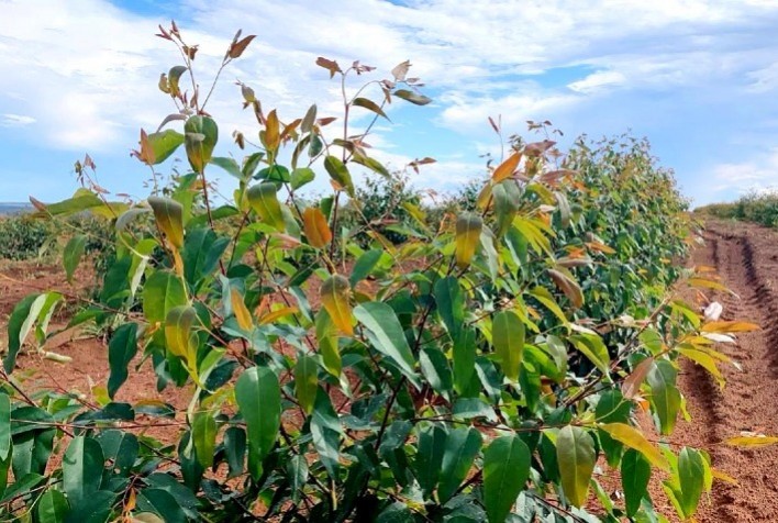 Setor de florestas plantadas cresce e impulsiona economia brasileira com inovação e sustentabilidade