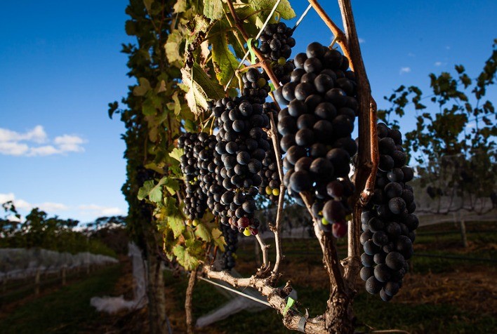Fertilizantes Organominerais Contribuem para o Aumento da Produção de Uvas no Rio Grande do Sul