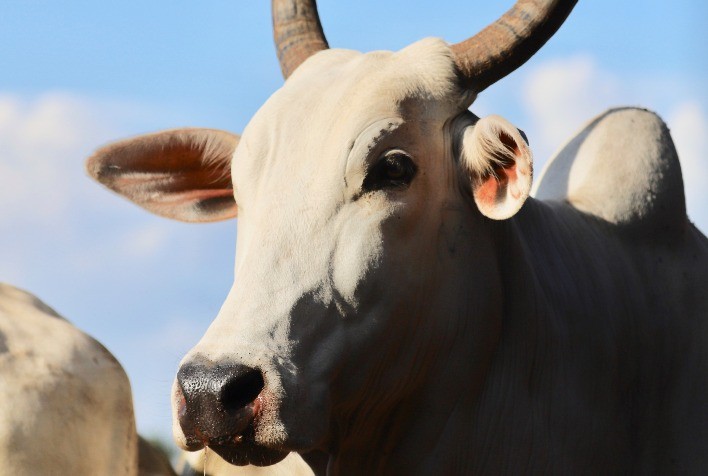 Descarte Estratégico de Matrizes Evita Perdas Produtivas e Otimiza o Desempenho da Fazenda