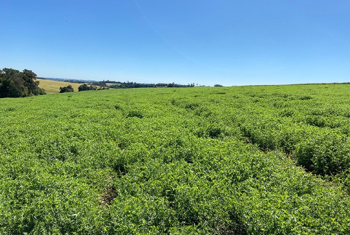 Nova Forrageira Potencializa Sistemas de Integração Lavoura-Pecuária