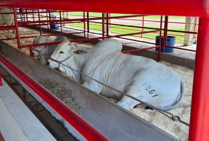 Feira Pró-Genética abre calendário de eventos da ABCZ com resultados positivos