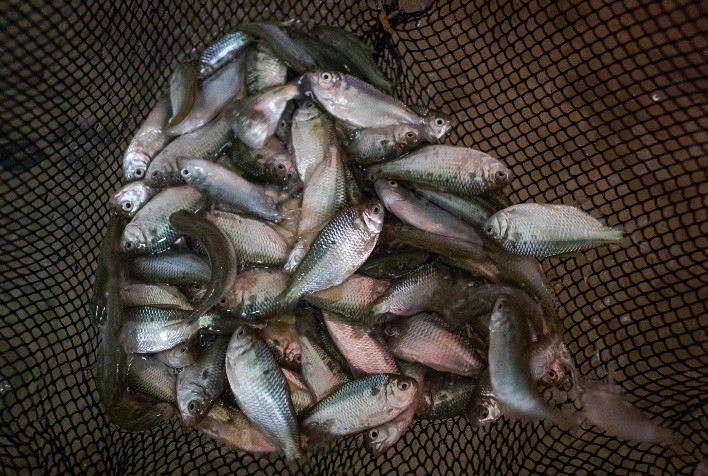 Cadastro de estabelecimentos de aquicultura fortalece controle sanitário e amplia mercado em Goiás