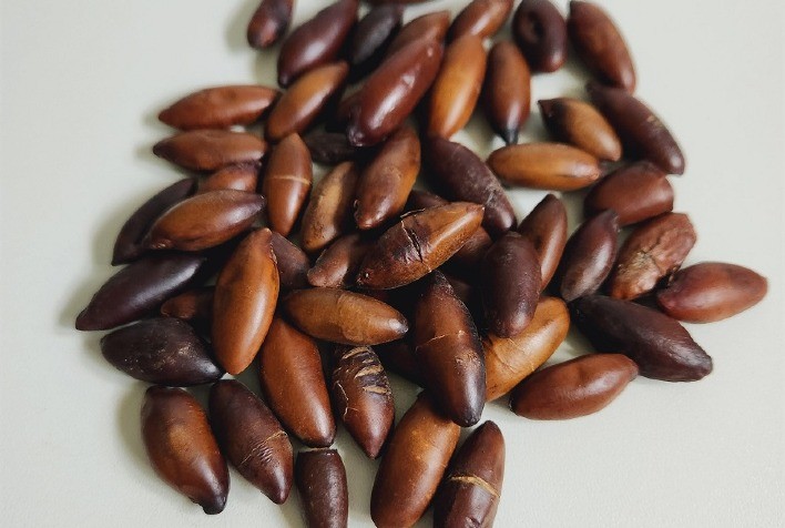 Pesquisa e Sustentabilidade: Avanços na Cadeia de Valor do Baru e o Caminho para a Preservação do Cerrado