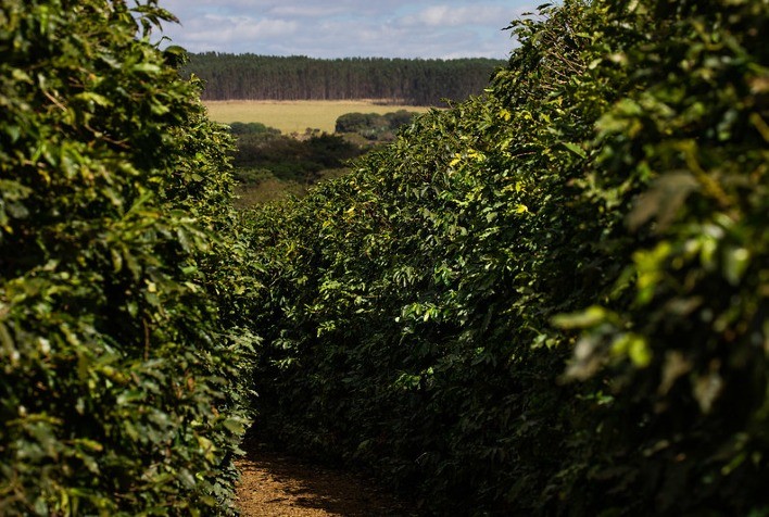 Volatilidade Marca o Mercado Internacional de Café com Foco na Safra Brasileira