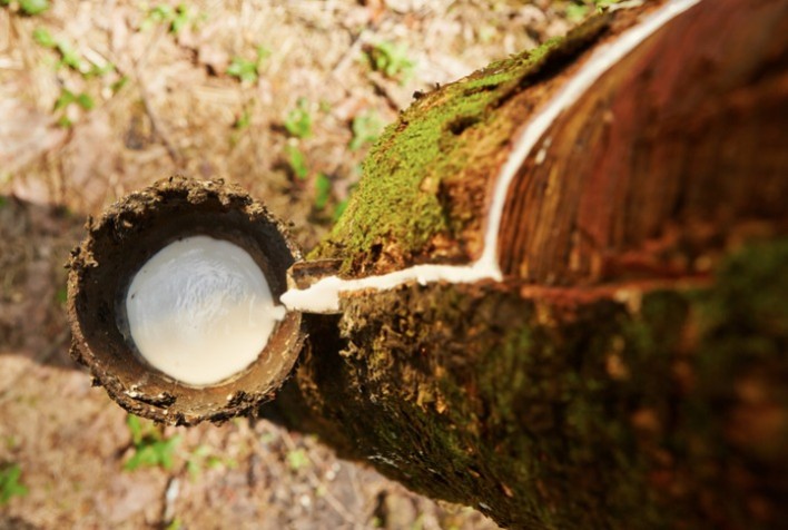 Preço de Referência da Borracha Natural Apresenta Queda de 4,62% em Fevereiro