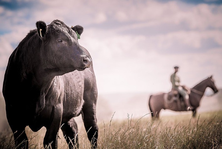 Mercado Global de Carne Bovina: Tendências e Perspectivas para 2025