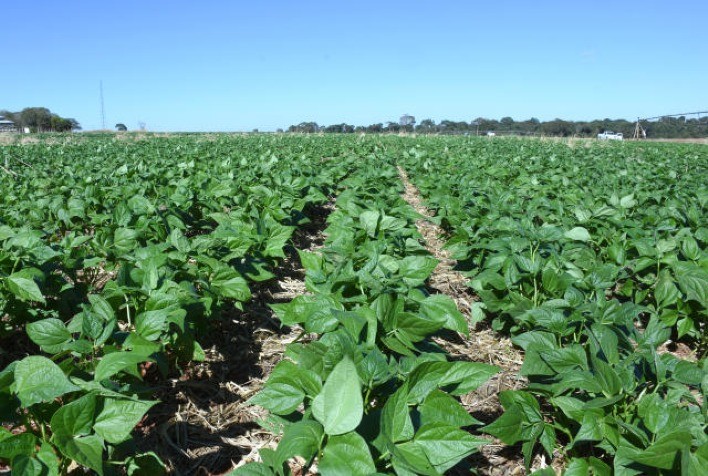 Cultivo de Feijão: Nutrientes Essenciais para Garantir Qualidade e Alta Produtividade