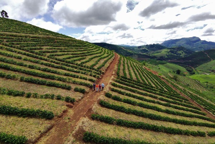 Safra de Café 2025 em Minas Gerais: Desafios Climáticos e Expectativas de Mercado