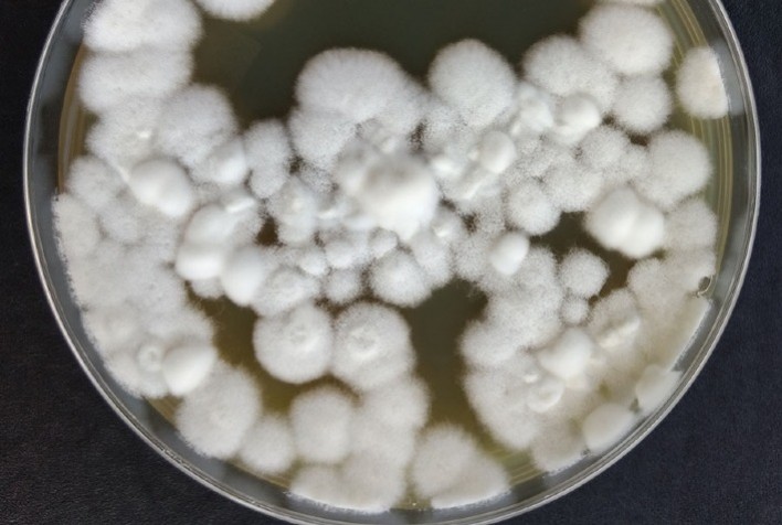 Fungo Modificado Geneticamente Se Torna Mais Eficiente no Controle de Pragas Agrícolas