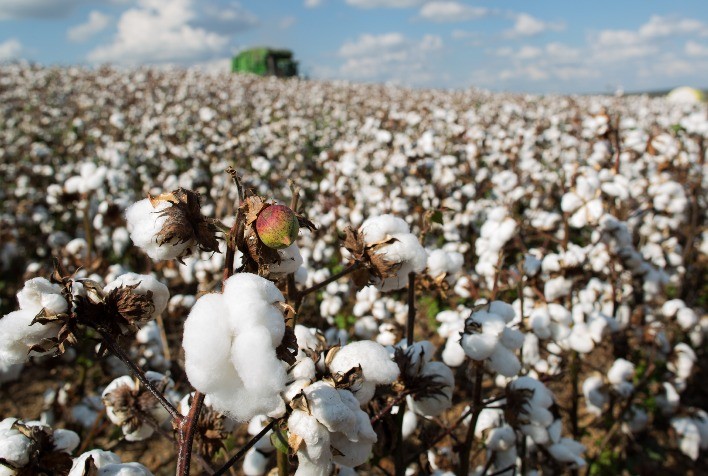 Prazo para Cadastro de Propriedades de Algodão em Mato Grosso Termina no Sábado