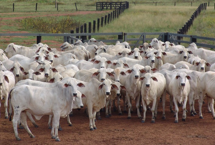 Preços do Boi Gordo e da Carne Mostram Estabilidade em Março, Segundo Cepea