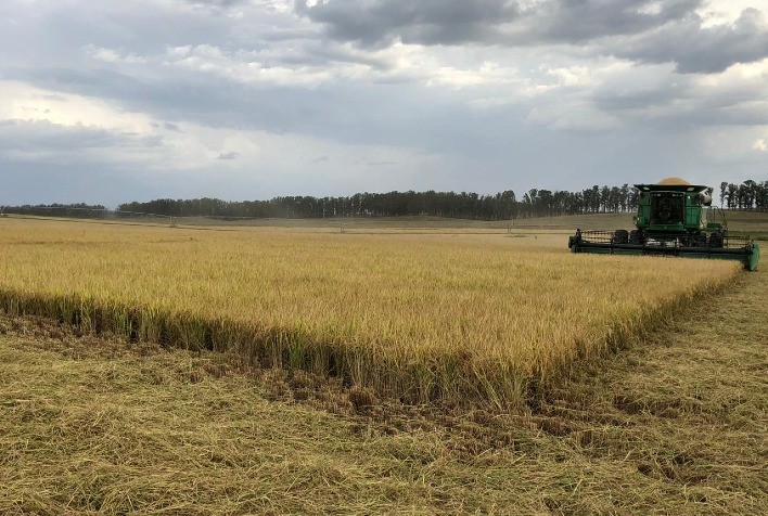 Clima favorável impulsiona avanço da colheita de arroz em Santa Catarina