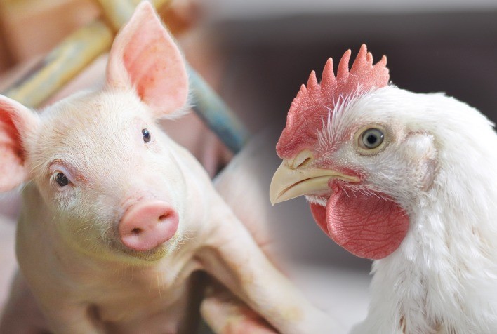 Custos de Produção de Frangos de Corte e Suínos Registram Aumento em Fevereiro de 2025