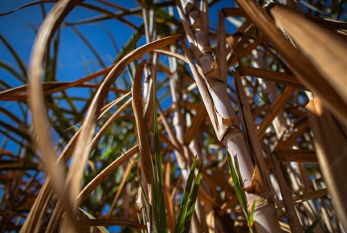 Setor Sucroenergético Rumo a um Novo Recorde: Manejo Integrado Impulsiona Produção de Cana