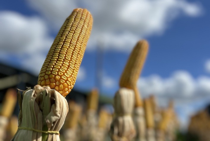 Safrinha de Milho 2025: Desafios Climáticos e Mercadológicos Requerem Manejo Estratégico