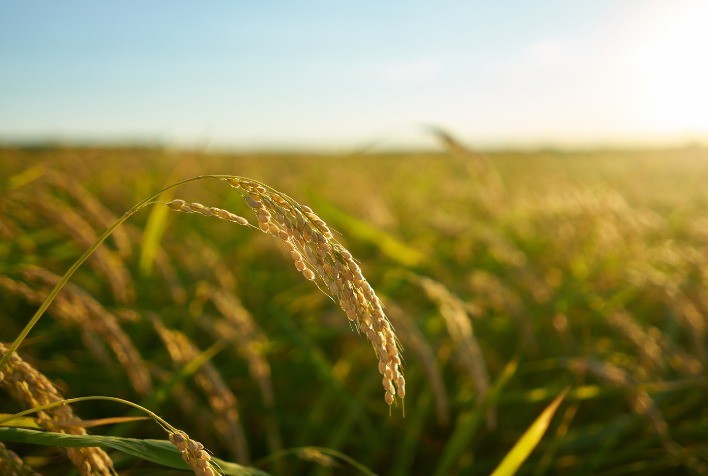 Arroz: Do prato à construção civil e cosméticos, grão multifacetado ganha destaque no Brasil e no mundo