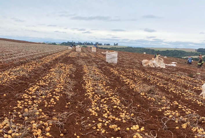 Fungicida da Sipcam Nichino se Destaca no Controle da Rhizoctonia na Cultura da Batata