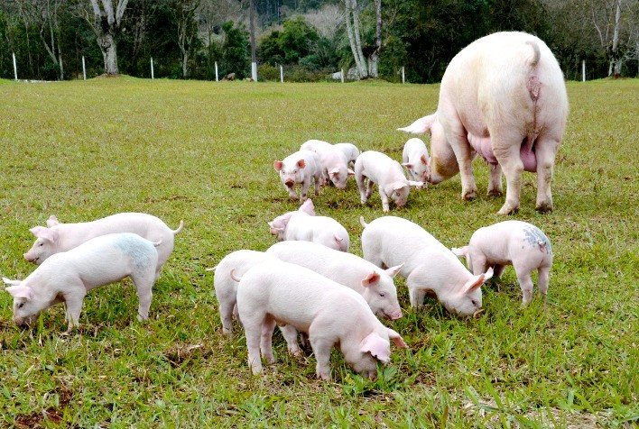 O Papel da Saúde Intestinal na Suinocultura: Caminho para Maior Produtividade e Sustentabilidade