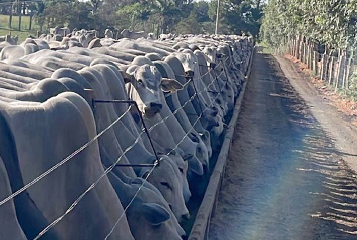 Nutrição de Precisão Garante Sucesso na Fazenda Água da Torre