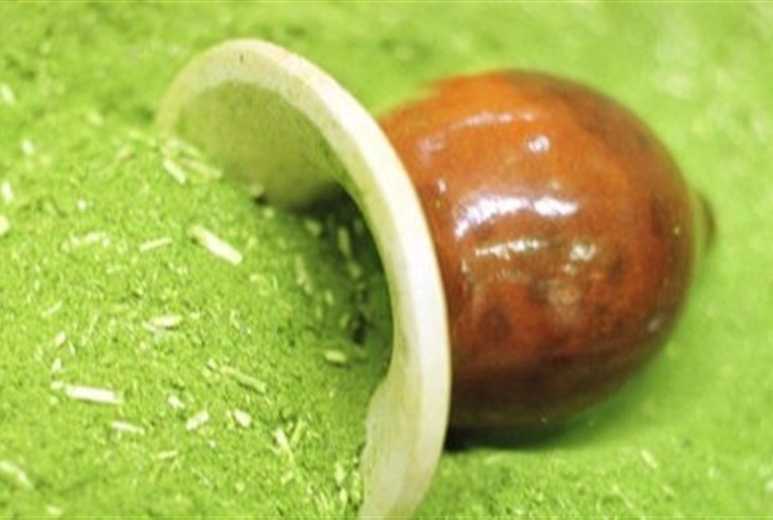 Expodireto 2025: Estratégias para Maximizar a Rentabilidade da Produção de Erva-Mate