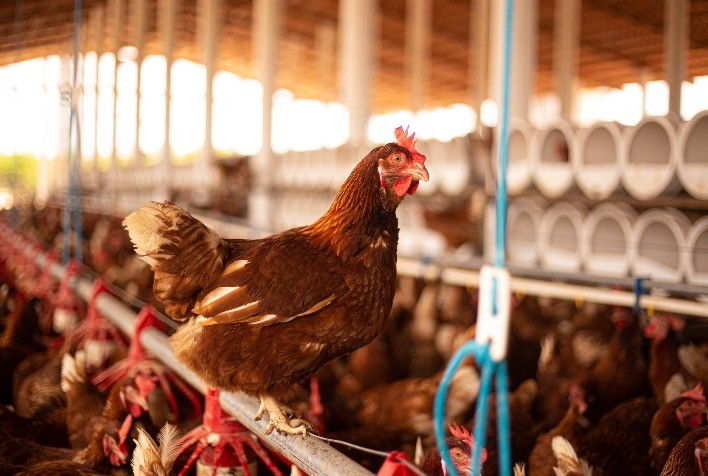 Compromisso com o Bem-Estar Animal: Pilar da Excelência e Sustentabilidade no Agro