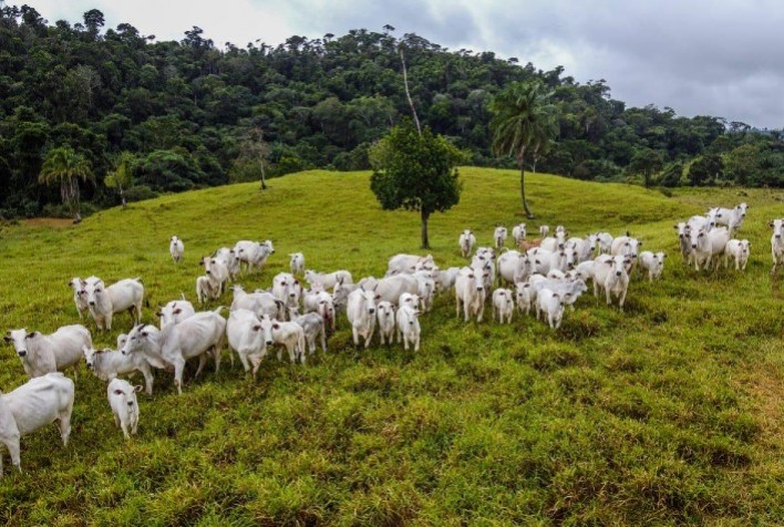 Expansão da Pecuária Brasileira: Desafios e Oportunidades para um Setor Sustentável e Produtivo