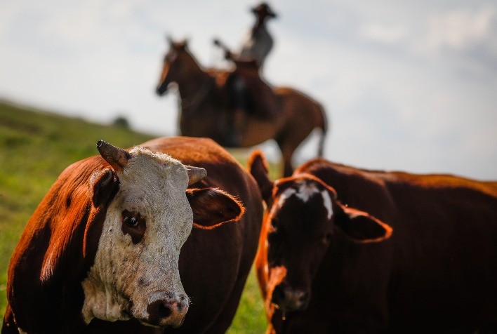 Mercado do Boi Reage com Alta nos Preços em Diversos Estados
