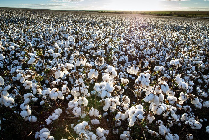 Chuvas favorecem cultivo de algodão em Tocantins