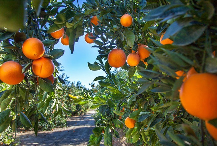 Calor Extremo Ameaça Produção de Laranjas e Limões no Brasil